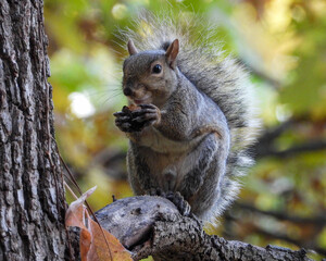 Squirrel - Cute Animal Wildlife - North American Tree Squirrels