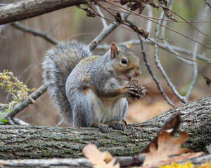 Squirrel - Cute Animal Wildlife - North American Tree Squirrels