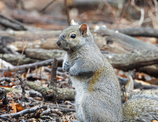 Fototapeta premium Squirrel - Cute Animal Wildlife - North American Tree Squirrels