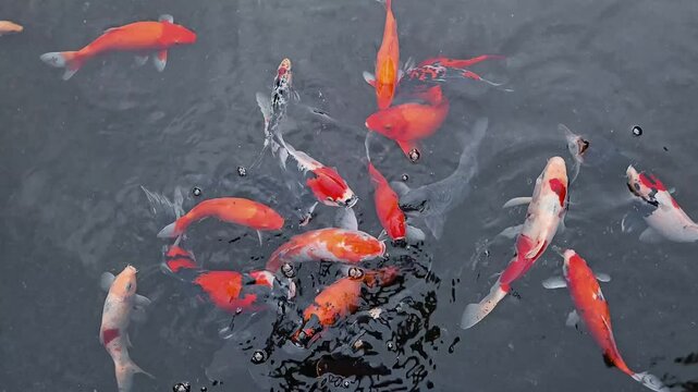 Overhead shot of koi fish swimming in the pond. Colorful Japanese fancy carps or koi fishes appearing on the surface.