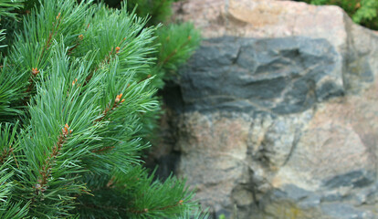 Lush pine branches against a background of pale red granite with inclusions of gray quartz. Tree...
