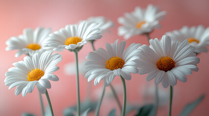 Delicate Close-Up of Fresh White Daisies with Vibrant Yellow Centers Arranged Against a Soft Pink Background, Showcasing Elegance and Natural Beauty