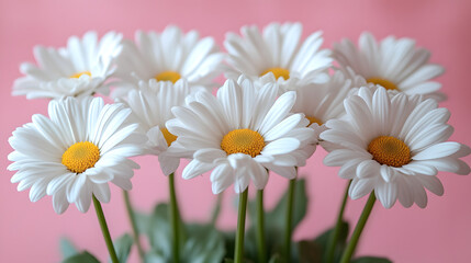 Delicate Close-Up of Fresh White Daisies with Vibrant Yellow Centers Arranged Against a Soft Pink Background, Showcasing Elegance and Natural Beauty