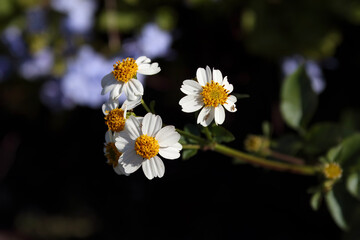 Wild Daisies with Fruit Flies Resting on it Petals
