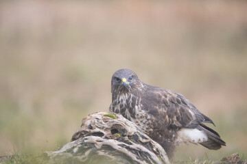 Obraz premium Fauna selvatica Capanno Nisida Poiana