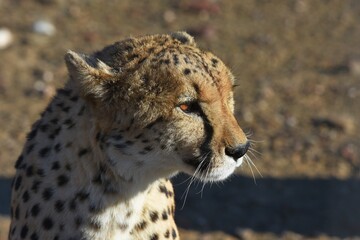 Gepard (Acinonyx jubatus) in der Savanne in Namibia. 