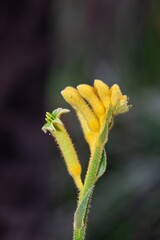 Bush gold kangaroo paw (anigozanthos) flowers in bloom
