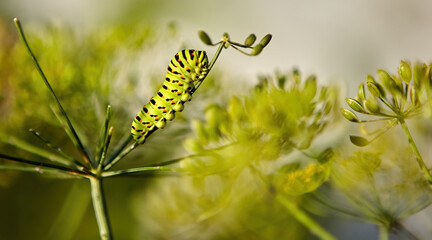 Bright green caterpillar with black stripes rests on a green plant in a natural setting during daylight hours.