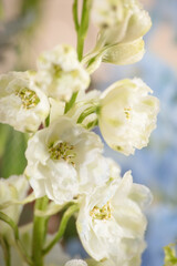 Close-Up of White Delphinium Flowers with Delicate Details
