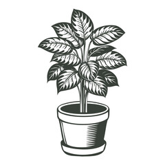 Dieffenbachia in a pot isolated on a white background. Botanical element for interior design. Monochrome black and white illustration.