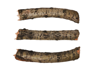 Set of cut tree branches isolated on white background.