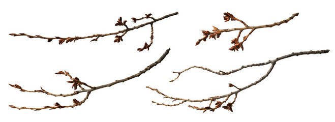 Set of poplar branches with buds isolated on white background.