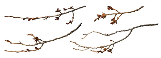 Set of poplar branches with buds isolated on white background.