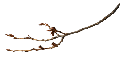 Poplar branch with buds isolated on white background.