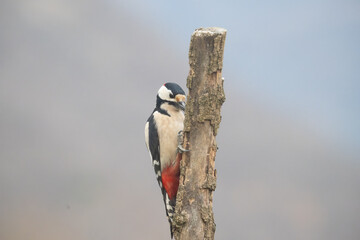 Fauna selvatica Capanno Nisida Poiana