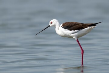 Obraz premium Side view of black winged stilt with white and brown plumage and long legs standing in water surface on blurred background