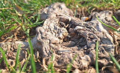 A view of an old tree stump in the middle of green grass with a dandelion lying on it