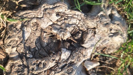 Close-up of a tree stump and a dandelion that has fallen on it