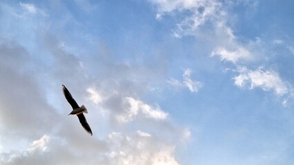 A bird with its wings fully spread and in flight, against a blue sky