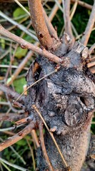 The trunk of a burnt tree with many branches still intact