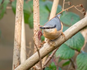 Nuthatch