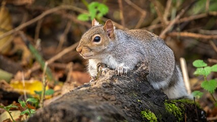 squirrel on a tree