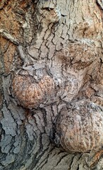 The texture of a tree that has circular bumps