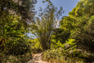 Road and guadua plants near Minca, Colombia