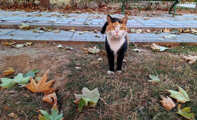 a black, white and brown cat looking at the camera in surprise
