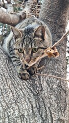 Portrait of a cat on a tree looking down in fear