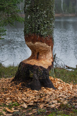 Jezioro Biale i Jezioro Czarne, k. Wydmin, Mazury, Polska, 21-28 grudnia 2024, fot. Jarek Zuzga © Jarek Zuzga