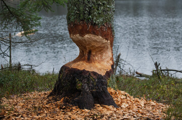 Jezioro Biale i Jezioro Czarne, k. Wydmin, Mazury, Polska, 21-28 grudnia 2024, fot. Jarek Zuzga © Jarek Zuzga