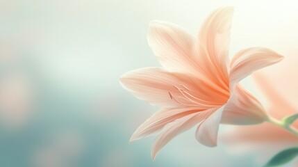 Serene Peach Lily Blossom: A Gentle Floral Embrace
