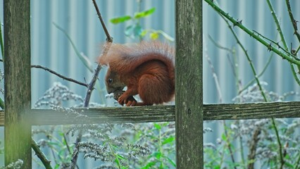 Cute Fluffy Red Squirrel Eating Nut Sitting on Park Fence