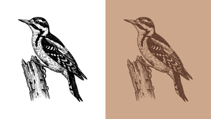 classic woodpecker engraving illustration