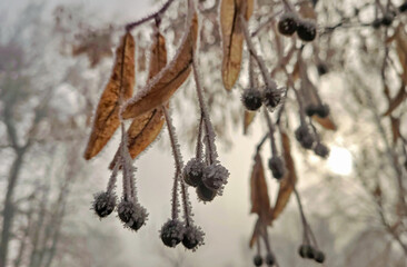 Frost on the leaves, Small leaved lime (Tilia)