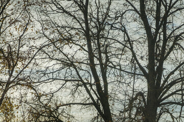 Abstract view of the many branches of the linden tree against the background of the sky, selective focus, windy weather.