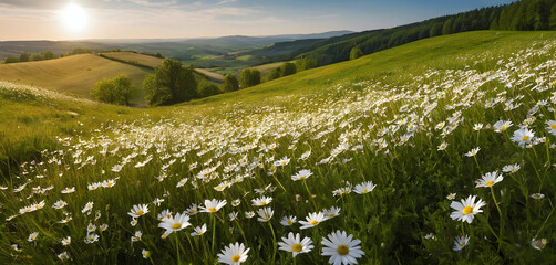 Sun shining on field of daisies covering rolling hills
