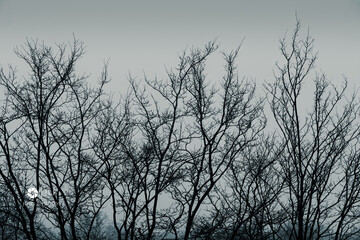 Leafless trees in winter. The leafless tree branches in the early morning mist