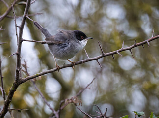 Taking advantage of Christmas to photograph the birds around my house!