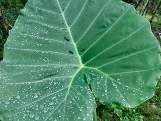 Leaf, water drop on leafs 
