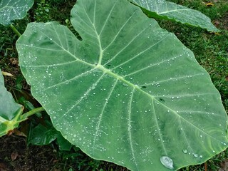 Leaf, water drop on leafs 