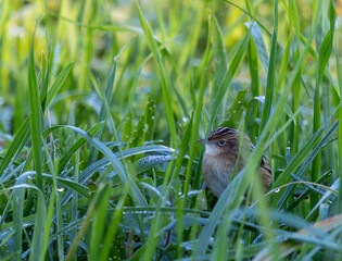 Taking advantage of Christmas to photograph the birds around my house!
