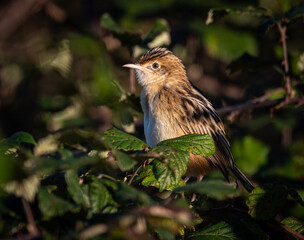 Taking advantage of Christmas to photograph the birds around my house!