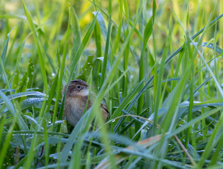 Taking advantage of Christmas to photograph the birds around my house!