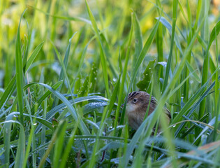 Taking advantage of Christmas to photograph the birds around my house!