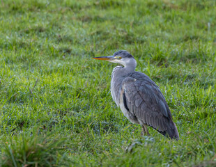 Taking advantage of Christmas to photograph the birds around my house!