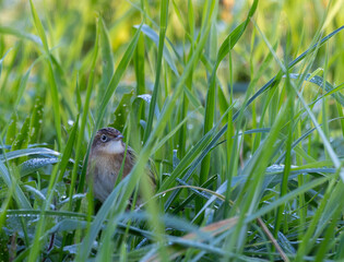 Taking advantage of Christmas to photograph the birds around my house!