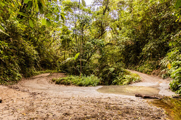 Road in a forest near Minca, Colombia..