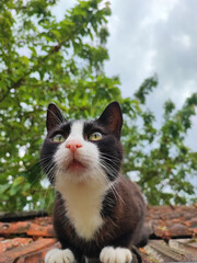 cat on the tree